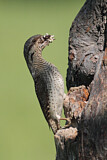 Image. Wendehals