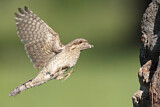 Image. Wendehals