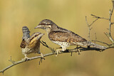 Image. Wendehals