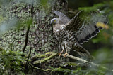 Image. Wespenbussard