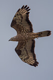Image. Wespenbussard