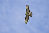 Image. Wespenbussard