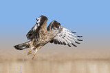 Image. Wespenbussard