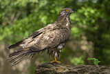 Image. Wespenbussard
