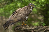 Image. Wespenbussard