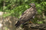Image. Wespenbussard