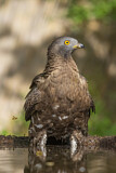 Image. Wespenbussard
