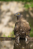 Image. Wespenbussard