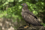 Image. Wespenbussard