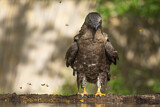 Image. Wespenbussard
