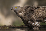 Image. Wespenbussard