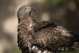 Image. Wespenbussard