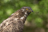 Image. Wespenbussard