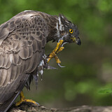Image. Wespenbussard