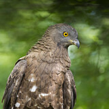 Image. Wespenbussard