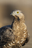 Image. Wespenbussard