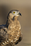 Image. Wespenbussard