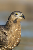 Image. Wespenbussard