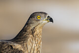 Image. Wespenbussard