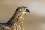 Image. Wespenbussard