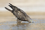 Image. Wespenbussard