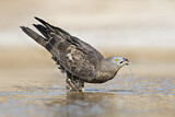 Image. Wespenbussard