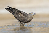 Image. Wespenbussard
