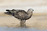 Image. Wespenbussard