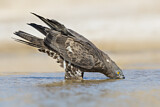 Image. Wespenbussard