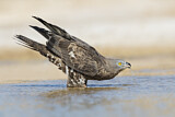 Image. Wespenbussard