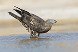 Image. Wespenbussard
