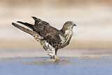 Image. Wespenbussard