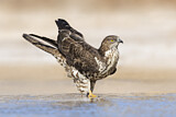 Image. Wespenbussard