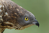 Image. Wespenbussard