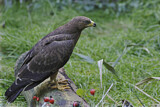 Image. Wespenbussard