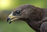 Image. Wespenbussard