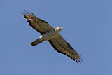 Image. Wespenbussard