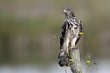 Image. Wespenbussard