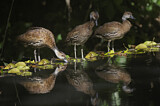 Image. West Indian Whistling Duck