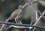 Image. West Mexican Chachalaca