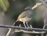 Image. West Mexican Chachalaca