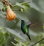 Image. Westandessmaragdkolibri