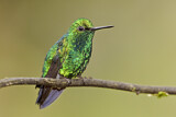 Image. Westandessmaragdkolibri