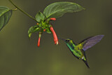 Image. Westandessmaragdkolibri