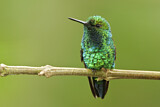 Image. Westandessmaragdkolibri