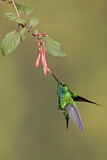 Image. Westandessmaragdkolibri