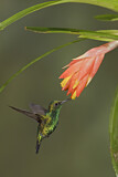 Image. Westandessmaragdkolibri