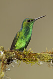 Image. Westandessmaragdkolibri