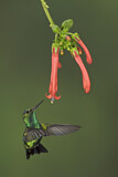 Image. Westandessmaragdkolibri