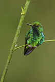 Image. Westandessmaragdkolibri